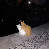 爱晚红枫停