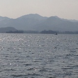 流苏树