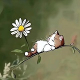 槭叶茑萝