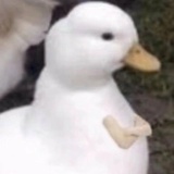 鱼