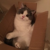 绝对小猴子