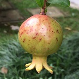 橘子爱好者