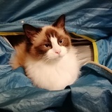 老肥猫21