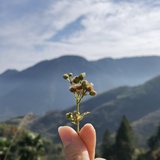 Clover_