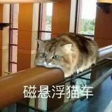 爱吃肉的小企鹅