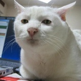 猪兔子
