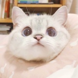 绵绵__