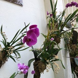 蜉蝣