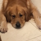 没吃药的兔子萌萌嗒