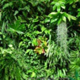 植物墙