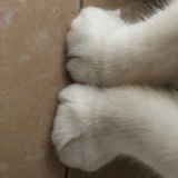 默默的莫