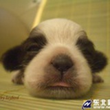 小珂爱吃糖