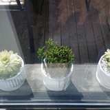 豆芽丫丫丫丫丫