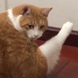 皂白