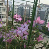 豆夹儿