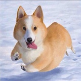wiki