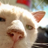 Blind. Cat