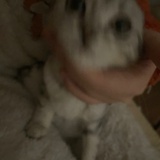 郭襄