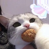 糕大师