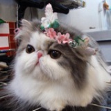 花衣衫