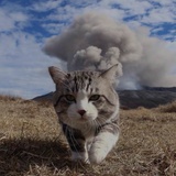 猫讲人语