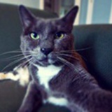 养只狗取名叫猫
