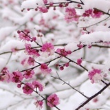 浅色暮光半城雪