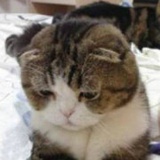 秋鹤舞