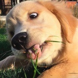 魏什么