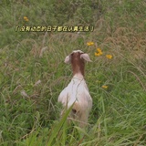 在下莔