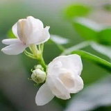 我本无情
