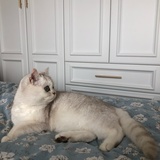 圈圈呀