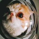 肥猫铲屎官