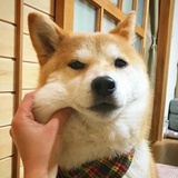 Pppips
