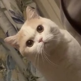 sdvgevtvr