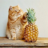 大力水手的菠菜