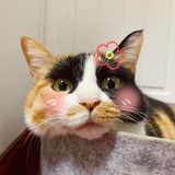 什锦猫