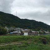 淡然自省
