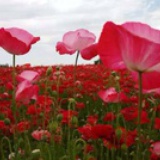 在北京的小日子