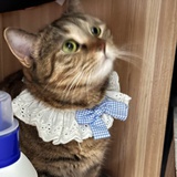 拙