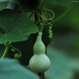 好涵涵