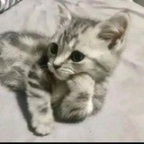 老虎