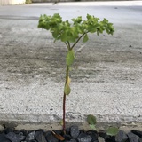 朱五六