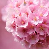 蜜藏