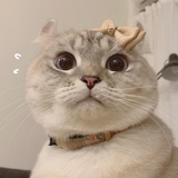 虾饺