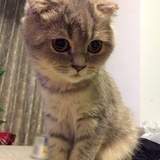 没有了