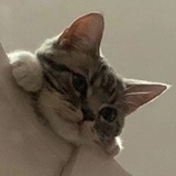 铁胆火车侠
