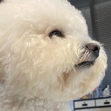 南瓜星