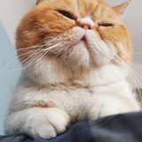 爱猫de大熊哥哥