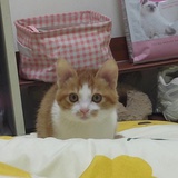 石天真